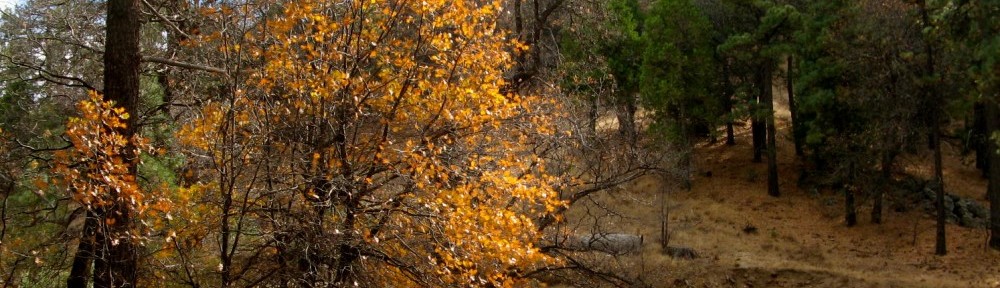 cropped-Fall-Color-7-V3.jpg