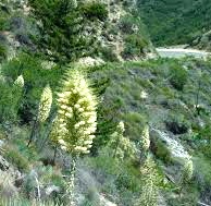 Yucca – Mount Laguna Improvement Association