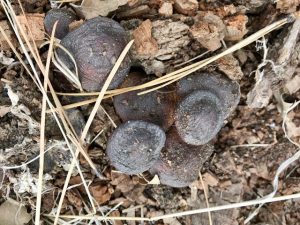 FUNGUS 完売間近！！ Crust Fungus - Life and Opinions - Life and Opinions